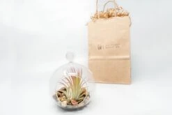 Gift Wrapped Terrarium Kits With Tillandsia Air Plants 11 Gift Wrapped Terrarium Kits With Tillandsia Air Plants -Eds Plant Shop gift wrapped terrarium kits with tillandsia air plants 8787772