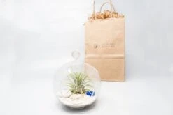 Gift Wrapped Terrarium Kits With Tillandsia Air Plants 12 Gift Wrapped Terrarium Kits With Tillandsia Air Plants -Eds Plant Shop gift wrapped terrarium kits with tillandsia air plants 9216873