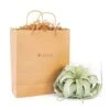 Gift Wrapped Tillandsia Xerographica -Eds Plant Shop gift wrapped tillandsia xerographica 7318120