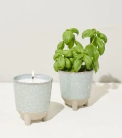 Glow & Grow Candle-to-Planter Kit – Basil, Daisies, Aloe, Or Spruce -Eds Plant Shop glow grow candle to planter kit basil daisies aloe or spruce 533019