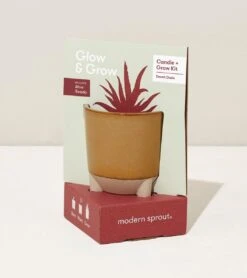 Glow & Grow Candle-to-Planter Kit – Basil, Daisies, Aloe, Or Spruce -Eds Plant Shop glow grow candle to planter kit basil daisies aloe or spruce 799456