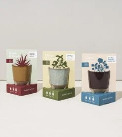 Glow & Grow Candle-to-Planter Kit – Basil, Daisies, Aloe, Or Spruce -Eds Plant Shop glow grow candle to planter kit basil daisies aloe or spruce 975663