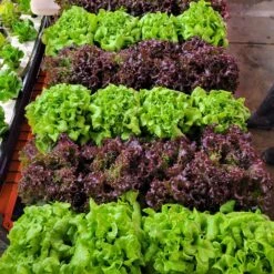 Greens & Veggies 3-Tier Walden White LED Grow Tent Kit -Eds Plant Shop greens veggies 3 tier walden white led grow tent kit 576346