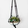 Hanging Terrarium Kit -Eds Plant Shop hanging terrarium kit 308099