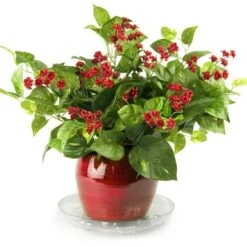 Heavy-Duty Ventilated PET Plant Saucer – 50% Recycled, Recyclable | 6″–24″ -Eds Plant Shop heavy duty ventilated pet plant saucer 50 recycled recyclable 624 1380595