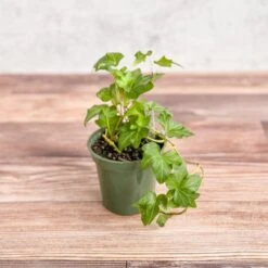 Hedera Helix ‘English Ivy’ 12 Hedera Helix ‘English Ivy’ -Eds Plant Shop hedera helix english ivy 373621