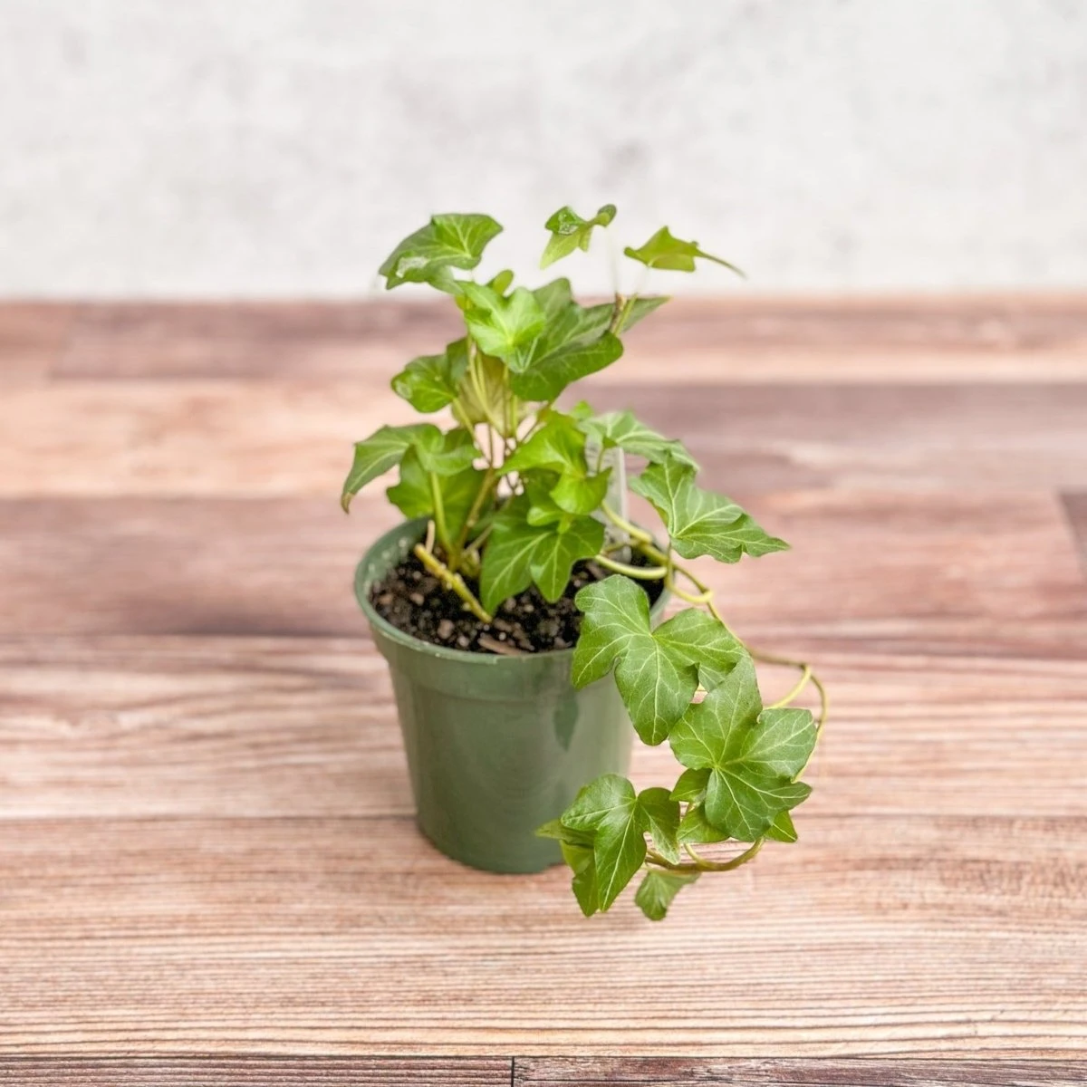 Hedera Helix ‘English Ivy’ 5 Hedera Helix ‘English Ivy’ - Image 3