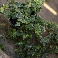 Hedera Helix Variegata ‘Variegated English Ivy’ -Eds Plant Shop hedera helix variegata variegated english ivy 238882
