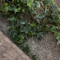 Hedera Helix Variegata ‘Variegated English Ivy’ -Eds Plant Shop hedera helix variegata variegated english ivy 296700