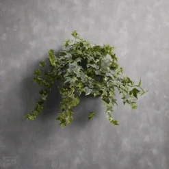 Hedera Helix Variegata ‘Variegated English Ivy’