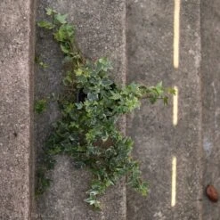 Hedera Helix Variegata ‘Variegated English Ivy’ -Eds Plant Shop hedera helix variegata variegated english ivy 518975