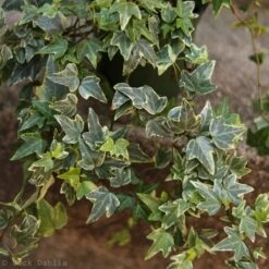 Hedera Helix Variegata ‘Variegated English Ivy’ -Eds Plant Shop hedera helix variegata variegated english ivy 802868