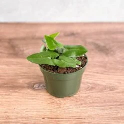 Hemionitis Arifolia 'Heart Fern' -Eds Plant Shop hemionitis arifolia heart fern various sizes 548041