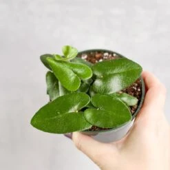 Hemionitis Arifolia 'Heart Fern'