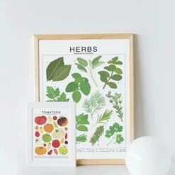 Herbs Species ID Chart - Botanical Garden Art Print -Eds Plant Shop herbs species id chart botanical garden art print 392290