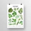 Herbs Species ID Chart - Botanical Garden Art Print -Eds Plant Shop herbs species id chart botanical garden art print 593748