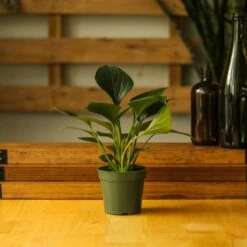 Homalomena ‘Emerald Gem’ – Low Maintenance Tropical Foliage Plant -Eds Plant Shop homalomena emerald gem low maintenance tropical foliage plant 241154