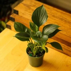 Homalomena ‘Emerald Gem’ – Low Maintenance Tropical Foliage Plant -Eds Plant Shop homalomena emerald gem low maintenance tropical foliage plant 312026