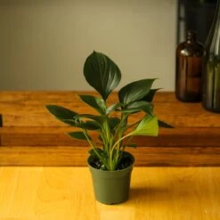 Homalomena ‘Emerald Gem’ – Low Maintenance Tropical Foliage Plant -Eds Plant Shop homalomena emerald gem low maintenance tropical foliage plant 521272