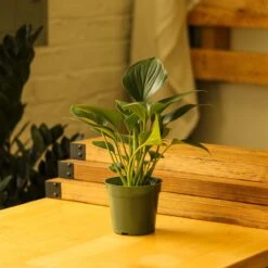 Homalomena ‘Emerald Gem’ – Low Maintenance Tropical Foliage Plant -Eds Plant Shop homalomena emerald gem low maintenance tropical foliage plant 879786