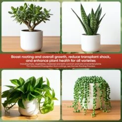 Hormex Rooting Hormone Concentrate With B1 – Root Growth & Plant Health Booster -Eds Plant Shop hormex rooting hormone concentrate with b1 root growth plant health booster 934677