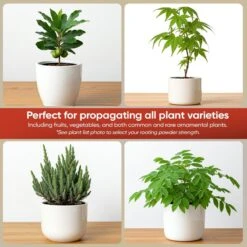 Hormex Rooting Powder #16 – 1.60% IBA Professional-Grade Cloning Hormone For Difficult Hardwood Cuttings -Eds Plant Shop hormex rooting powder 16 160 iba professional grade cloning hormone for difficult hardwood cuttings 6243780