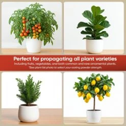 Hormex Rooting Powder #8 – 0.80% IBA Cloning Hormone For Semi-Hardwood Houseplants & Tree Cuttings -Eds Plant Shop hormex rooting powder 8 080 iba cloning hormone for semi hardwood houseplants tree cuttings 3964562