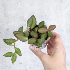 Hoya Affinity Burtoniae - Affinity Hoya - Various Sizes -Eds Plant Shop hoya affinity burtoniae affinity hoya various sizes 479106