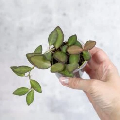 Hoya Affinity Burtoniae - Affinity Hoya - Various Sizes -Eds Plant Shop hoya affinity burtoniae affinity hoya various sizes 671588