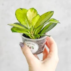 Hoya Australis 'Lisa' -Eds Plant Shop hoya australis lisa various sizes 260794