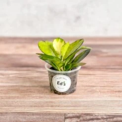 Hoya Australis 'Lisa' -Eds Plant Shop hoya australis lisa various sizes 628397