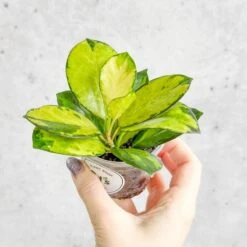 Hoya Australis 'Lisa'