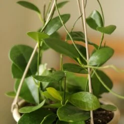 Hoya Australis 'Waxvine' -Eds Plant Shop hoya australis waxvine various sizes 505099