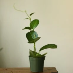 Hoya Australis 'Waxvine' -Eds Plant Shop hoya australis waxvine various sizes 709718