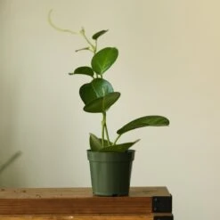 Hoya Australis 'Waxvine' -Eds Plant Shop hoya australis waxvine various sizes 752281