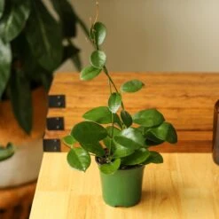 Hoya Australis 'Waxvine'