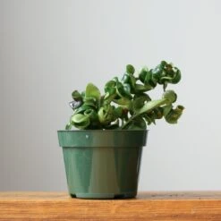 Hoya Carnosa Compacta 'Hindu Rope' -Eds Plant Shop hoya carnosa compacta hindu rope various sizes 154519