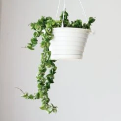 Hoya Carnosa Compacta 'Hindu Rope' -Eds Plant Shop hoya carnosa compacta hindu rope various sizes 460073