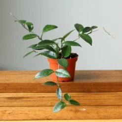 Hoya Carnosa Green 'Wax Plant' – Porcelain Flower -Eds Plant Shop hoya carnosa green wax plant various sizes 101512