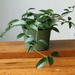 Hoya Carnosa Green 'Wax Plant' – Porcelain Flower -Eds Plant Shop hoya carnosa green wax plant various sizes 347631