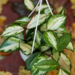 Hoya Carnosa 'Krimson Princess' Wax Plant -Eds Plant Shop hoya carnosa krimson princess wax plant 3050525