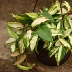 Hoya Carnosa 'Krimson Princess' Wax Plant -Eds Plant Shop hoya carnosa krimson princess wax plant 6370999