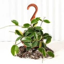 Hoya Carnosa 'Krimson Queen' Hanging Basket -Eds Plant Shop hoya carnosa krimson queen hanging basket 422769