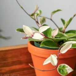 Hoya Carnosa 'Krimson Queen' Wax Plant -Eds Plant Shop hoya carnosa krimson queen wax plant various sizes 273738