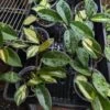 Hoya Carnosa Tricolor Wax Plant -Eds Plant Shop hoya carnosa tricolor wax plant various sizes 877294