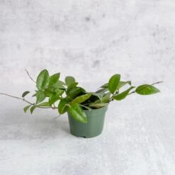 Hoya Caudata Sumatra Wax Plant - Various Sizes -Eds Plant Shop hoya caudata sumatra wax plant various sizes 762445