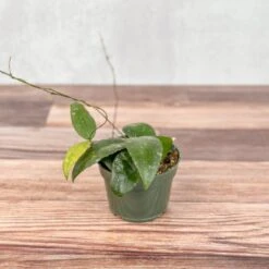 Hoya Caudata Sumatra Wax Plant - Various Sizes -Eds Plant Shop hoya caudata sumatra wax plant various sizes 826146