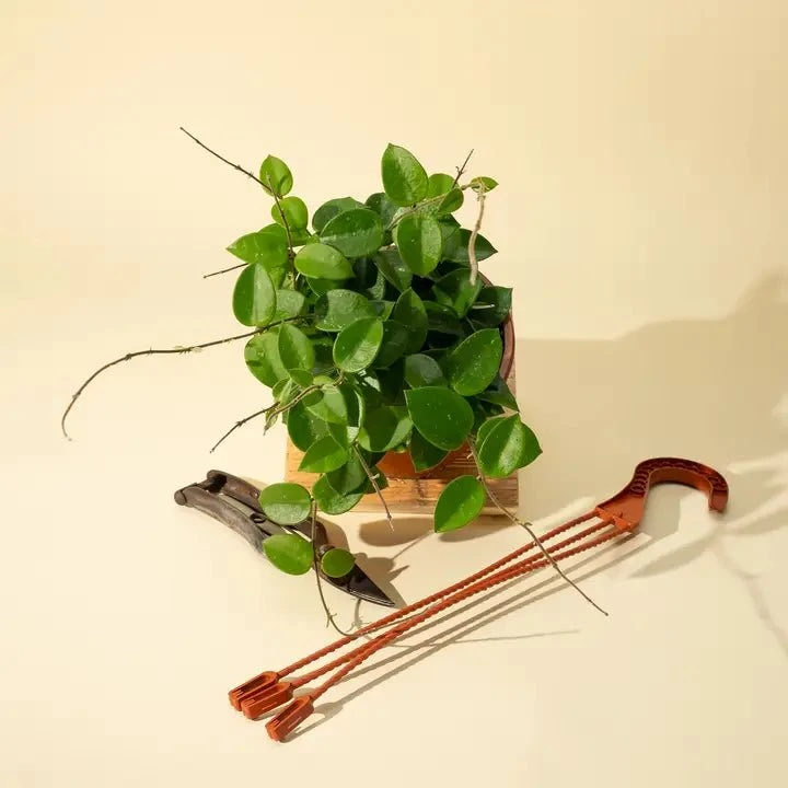 Hoya 'Chouke' - Unique Speckled Wax Plant 4 Hoya 'Chouke' - Unique Speckled Wax Plant - Image 2