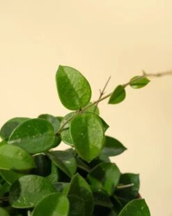 Hoya 'Chouke' - Unique Speckled Wax Plant 7 Hoya 'Chouke' - Unique Speckled Wax Plant -Eds Plant Shop hoya chouke hanging basket unique speckled wax plant 592030