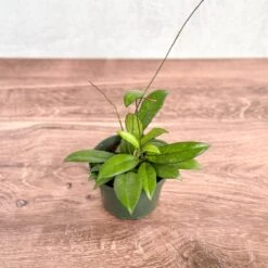 Hoya Crassopetiolata – Thick‑Leaved Wax Flower Hoya -Eds Plant Shop hoya crassipetiolata wax flower thick leaved hoya 842623